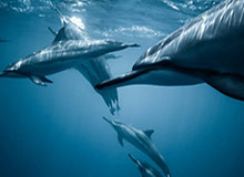 CBA季后赛对阵出炉：首轮上演粤沪大战